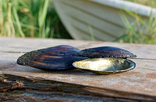 <span class="caption">The population of River Thames freshwater mussels has declined by almost 95% since 1964.</span> <span class="attribution"><a class="link " href="https://www.shutterstock.com/image-photo/two-large-river-mussels-on-pier-2021878166" rel="nofollow noopener" target="_blank" data-ylk="slk:BadPixma/Shutterstock;elm:context_link;itc:0;sec:content-canvas">BadPixma/Shutterstock</a></span>