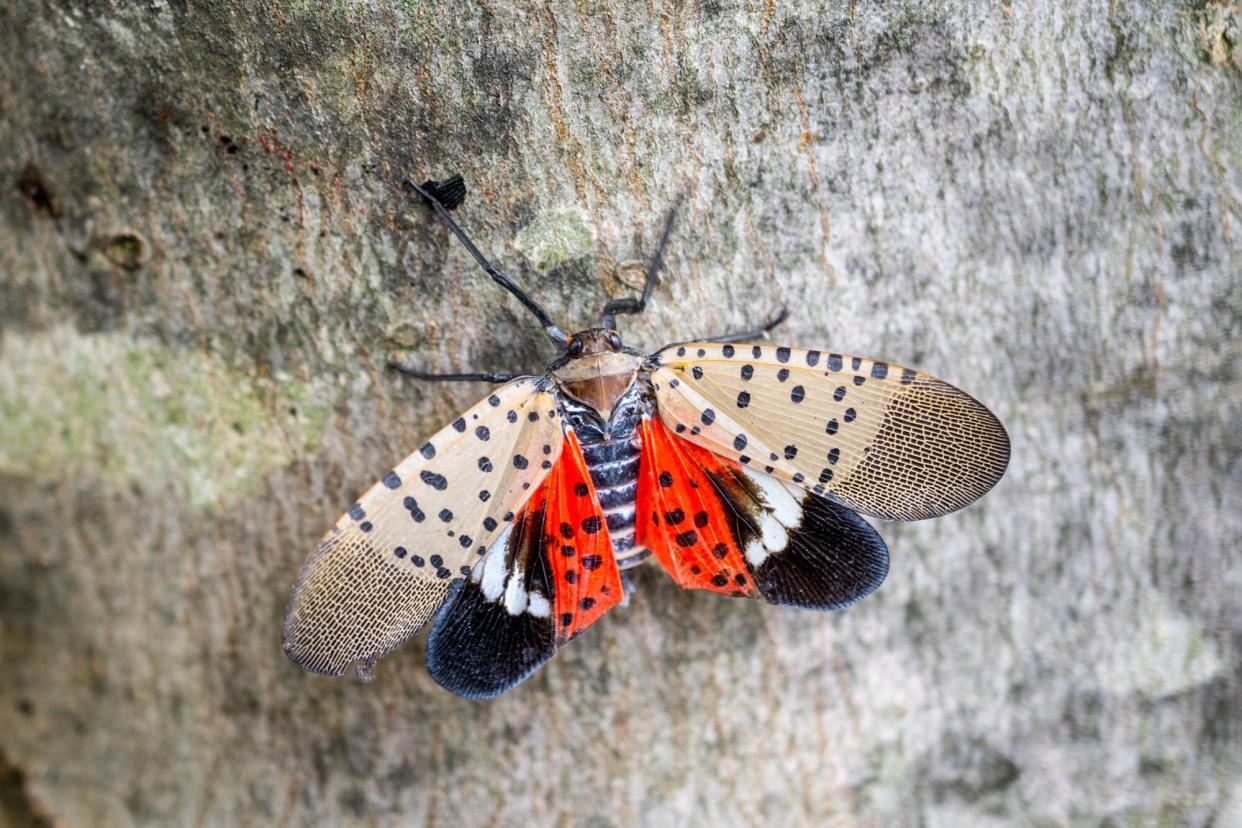 Spotted lanternfly on maple tree