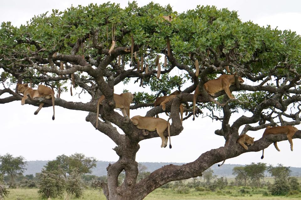 Der "Serengeti-Weihnachtsbaum", geschmückt mit einem knappen Dutzend Löwen (Bild: Paul Kirui/Caters News)