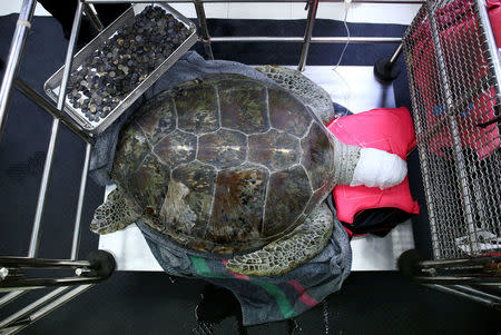 Omsin, a 25 year old femal green sea turtle, rests next to a tray of coins that were removed from her stomach at the Faculty of Veterinary Science, Chulalongkorn University in Bangkok, Thailand March 6, 2017. REUTERS/Athit Perawongmetha