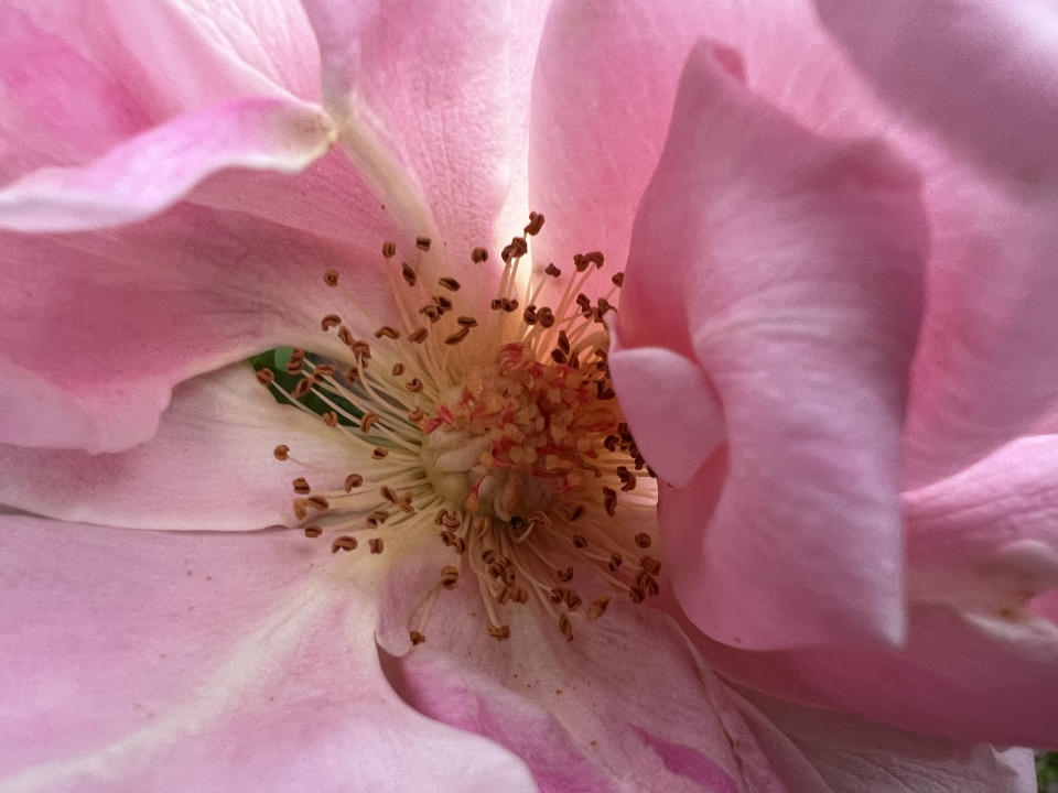 A macro photo of a flower taken using the iPhone 13 Pro. (Image: Howley)