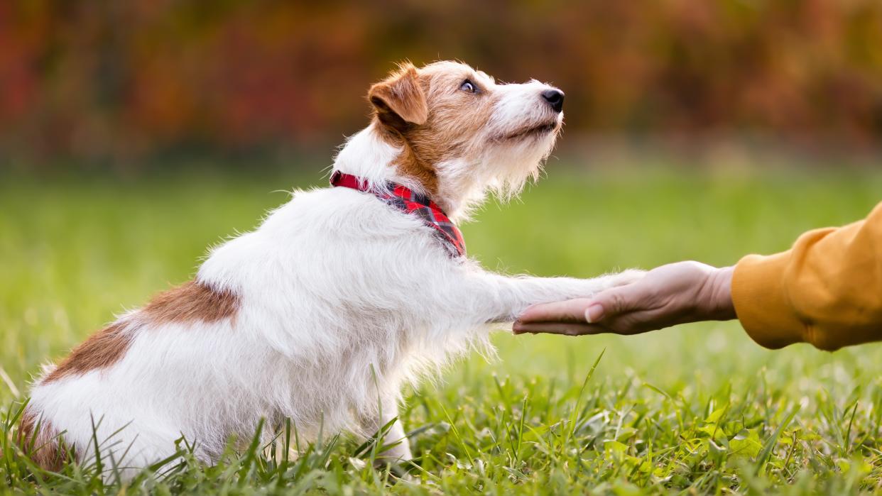  Dog giving owner its paw. 