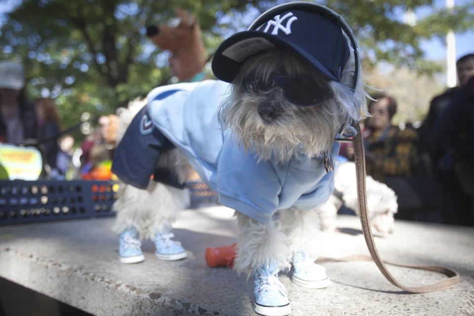 A dog poses for photos during the 24th Annual Tompkins Square Halloween Dog Parade in New York