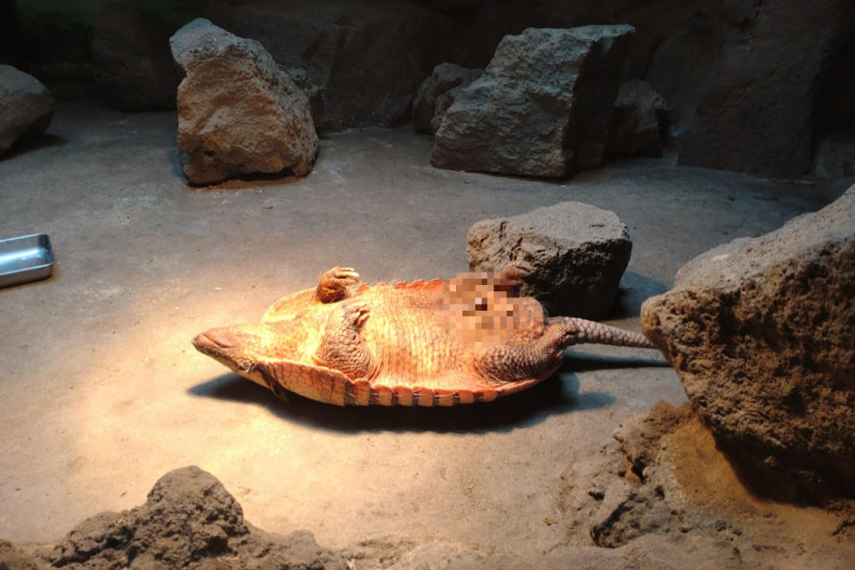 ▲一名網友到動物園時，發現一隻犰狳四腳朝天地躺在地上「曬肚皮」！（圖／twitter帳號karuta_x）