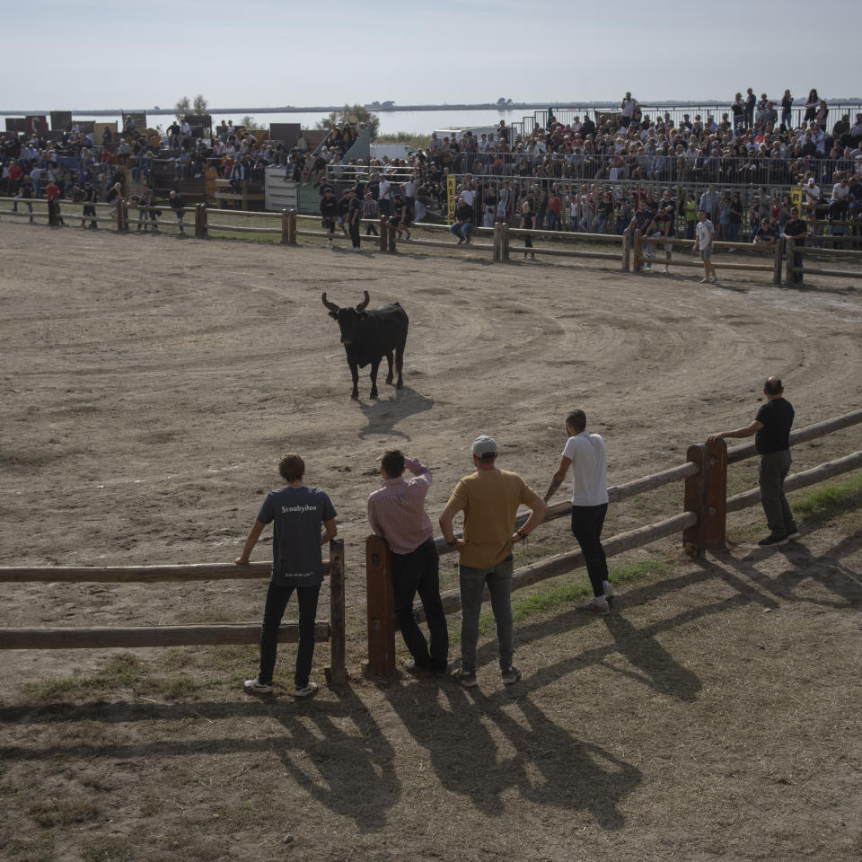 Local spectators gather to run with Camargue bulls in a makeshift arena that wraps around the medieval city walls of Aigues-Mortes during traditional festivities, Oct. 11, 2022. Part game, part spectacle, the arena is completely open to the public and draws collective gasps from the crowds as young men play a kind of tag with the bulls, narrowly escaping their horns each time. (AP Photo/Daniel Cole)