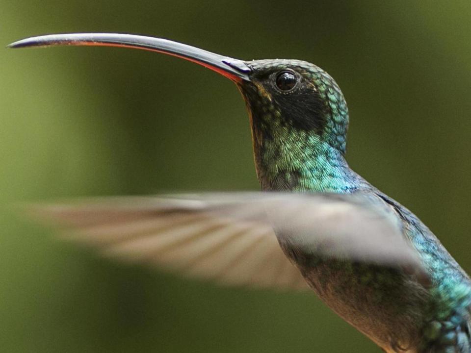 Hummingbirds such as this green hermit from Costa Rica have iridescent plumage (Dan Kitwood)