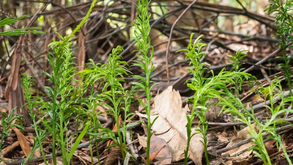 The amount of DNA in the fork fern’s gigantic genome may be more than 50 times greater than that of a human’s. The plant contains 160 billion base pairs, the coupled units that make up strands of DNA. - Pol Fernández I Mató