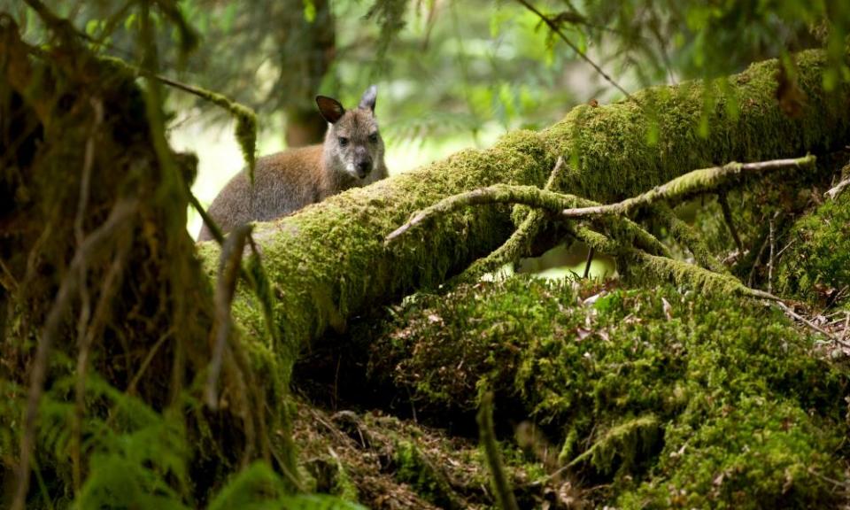 A wallaby on Inchconnachan