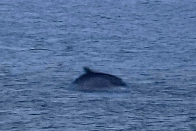 Another photo of a dolphin in Swansea Bay