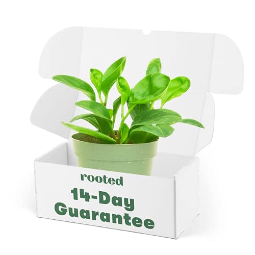 Baby Rubber Plant - Peperomia obtusifolia | Live, Easy to Grow and Low Maintenance Houseplant (4