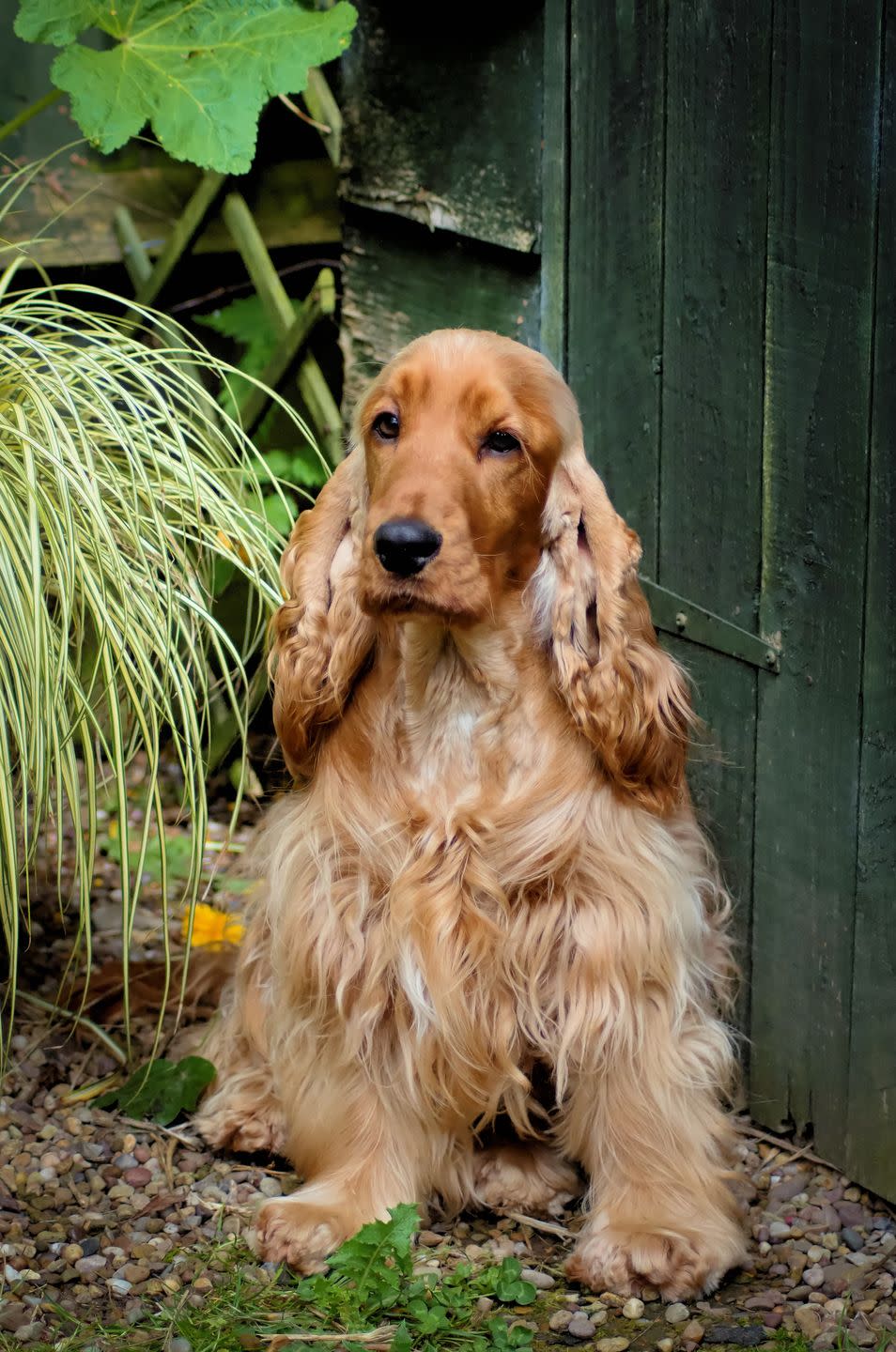 medium dog breeds english spaniel