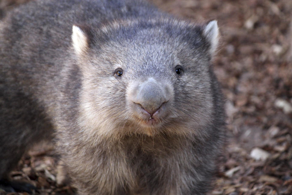 FILE - In this Thursday, Dec. 9, 2010 file photo, Otto, a Tasmanian wombat, waddles around the Albuquerque BioPark Zoo's newest exhibit in Albuquerque, N.M. On Friday, Jan. 17, 2020, The Associated Press reported on stories circulating online incorrectly asserting that wombats in parts of Australia stricken by wildfires are not only allowing other animals to take shelter in their deep burrows, but are actively herding fleeing animals into them. Wombat experts in Australia said other animals commonly use wombat burrows for shelter and occasional access to resources such as water. “I would describe this as wombats tolerating other species using burrows they dig,” Scott Carver, a senior lecturer in wildlife ecology at the University of Tasmania, told The Associated Press in an email. (AP Photo/Susan Montoya Bryan)