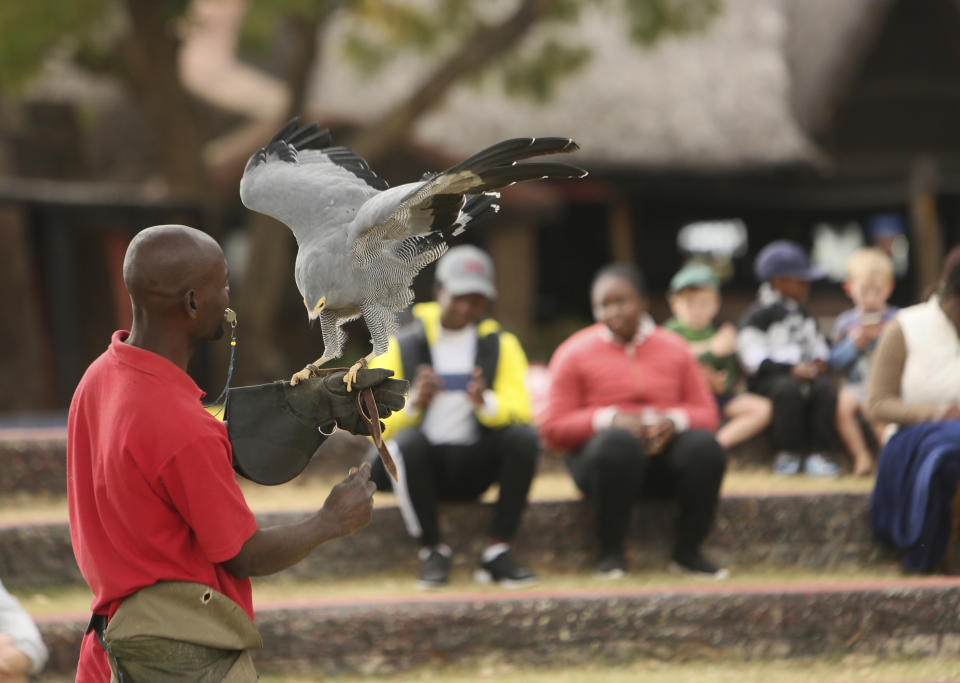 A bird handler prepares a bird for flight at the the bird sanctuary Kuimba Shiri, near Harare, Zimbabwe, Wednesday, June, 17, 2020. Kuimba Shiri, Zimbabwe's only bird park, has survived tumultuous times, including violent land invasions and a devastating economic collapse. Now the outbreak of COVID-19 is proving a stern test. With Zimbabwe’s inflation currently at more than 750%, tourism establishments are battling a vicious economic downturn worsened by the new coronavirus travel restrictions. (AP Photo/Tsvangirayi Mukwazhi)