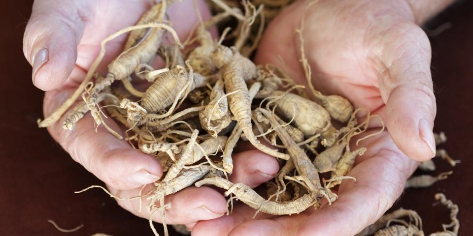 Ginseng root