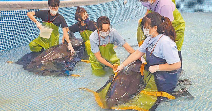 台中市大安鷺鷥林8日有3隻小虎鯨、1隻瓜頭鯨集體擱淺，其中2隻虎鯨經救援成功，評估10日有機會可野放重返大海。（圖／基隆市產發處提供／中國時報徐佑昇基隆傳真）