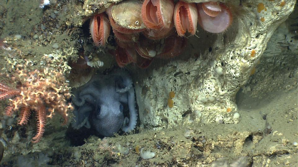 <p><span>An octopus (genus Graneledone) uses a crevice along a wall in Lydonia Canyon for shelter, surrounded by a garden of corals, deep sea mussels and a diversity of other species. (Photo: NOAA Okeanos Explorer Program, 2013 Northeast U.S. Canyons Expedition Science Team)</span> </p>