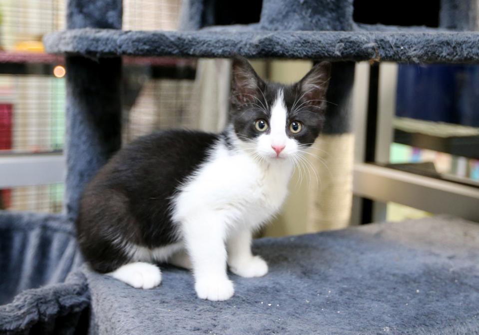Some of the adoptable kittens walk in their enclosure Friday, June 2, 2023, at the Humane Society of St. Joseph County on Grape Road in Mishawaka.