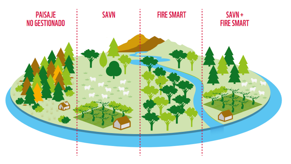 Escenarios posibles de diseño de gestión del territorio: paisaje no gestionado, sistemas de alto valor natural (SAVN), gestión forestal inteligente (Fire Smart), sistemas de alto valor natural y gestión forestal inteligente (SAVN + Fires Smart). WWF, <a href="http://creativecommons.org/licenses/by-sa/4.0/" rel="nofollow noopener" target="_blank" data-ylk="slk:CC BY-SA;elm:context_link;itc:0;sec:content-canvas" class="link ">CC BY-SA</a>