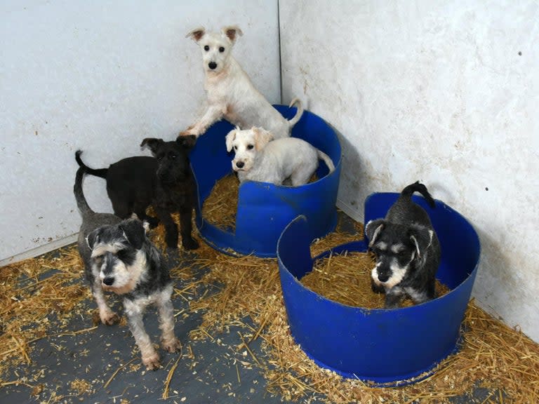 Canine breeders who owned the “largest puppy farm in Scotland” and are thought to have burnt the corpses of dead dogs have been convicted of animal cruelty offences.Frank James, 53, and Michelle Wood, 29, kept over 100 animals in “disgraceful” conditions at farm in Aberdeenshire in what investigators described as a “battery farm for pups”.When a raid was carried out at East Mains of Ardlogie Farm, near Fyvie in 2017, investigators discovered 87 dogs, including one just a few days old.The Scottish SPCA had been tipped off after pet owners complained that their puppies, bought from the couple, were ill or dying.Some years before James had been found to be keeping 70 dogs in filthy cattle barns, covered in lice, skin sores and cysts.Following the investigation, James and two of his relatives pleaded guilty to welfare offences in October 2014. James and his brother were banned from keeping more than two dogs for the next three years.An undercover investigator for the Scottish SPCA said: “We believe this was the largest scale puppy farming operation in Scotland.“The conditions these dogs were being kept in were absolutely disgraceful. “It fell far below the minimum standard in terms of animal welfare and, given the environment and sheer volume of puppies, it was immediately evident these were not being kept as pets and the premises was effectively a battery farm for pups.“Our investigation revealed dogs on site were being intensively bred with little to no regard for their welfare. “On site, we found a burnt-out van which had dog carcasses within, suggesting this was a means of disposing dead pups.“We acted swiftly and reopened our investigation into James when we received numerous reports of puppies who were either becoming unwell or dying within days of being purchased by unsuspecting members of the public.“Much like the previous investigation, the squalid conditions we found these pups being housed in showed a total disregard for their wellbeing.“Sadly, when dogs are bred in appalling conditions, it is very common for them to develop serious illnesses, medical conditions or even to die within weeks of being born.”After the raid, all 87 dogs as well as rabbits and ferrets which were found at the farm were re-homed after the charity took civil action.On Friday, James was found guilty of causing unnecessary suffering to dogs, ferrets and rabbits under the Animal Health and Welfare (Scotland) Act 2006.He was also found guilty of failing to ensure the welfare of the same animals at Aberdeen Sheriff Court on 19 July. Michelle Wood was found guilty of the same charges.Scottish SPCA chief superintendent Mike Flynn said: “Whilst every animal in our care receives all the love and attention in the world, it is not beneficial welfare-wise to spend months or even years in a rescue and re-homing centre until criminal proceedings conclude.”“In our centres, care costs an average of £15 per dog a day so picking up the pieces from dog breeders who prioritise profit over welfare puts a massive strain on our resources. “Thankfully, the decision to pursue a civil action in this instance means many of these animals found their forever homes long ago.”SWNS