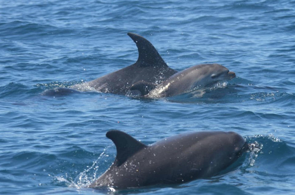 A grieving bottlenose dolphin has been spotted carrying her dead calf (top) in Bay of Islands, New Zealand. Source: Department of Conservation