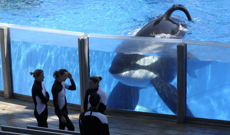 Killer Whale Unna Dies From Infection At Seaworld In San Antonio Texas