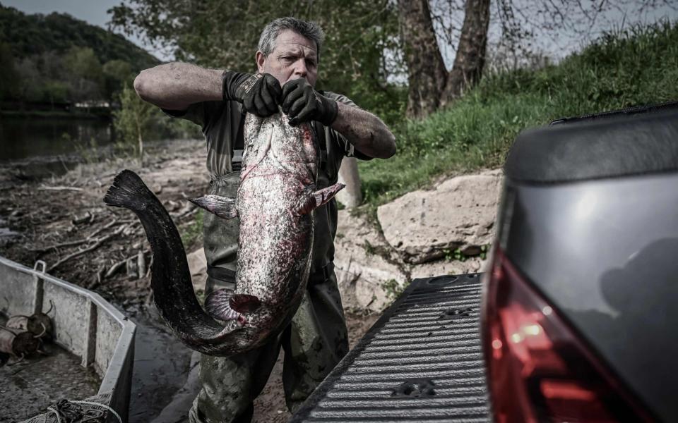 A French fisherman loads on his truck a sheatfish he caught in the Dordogne