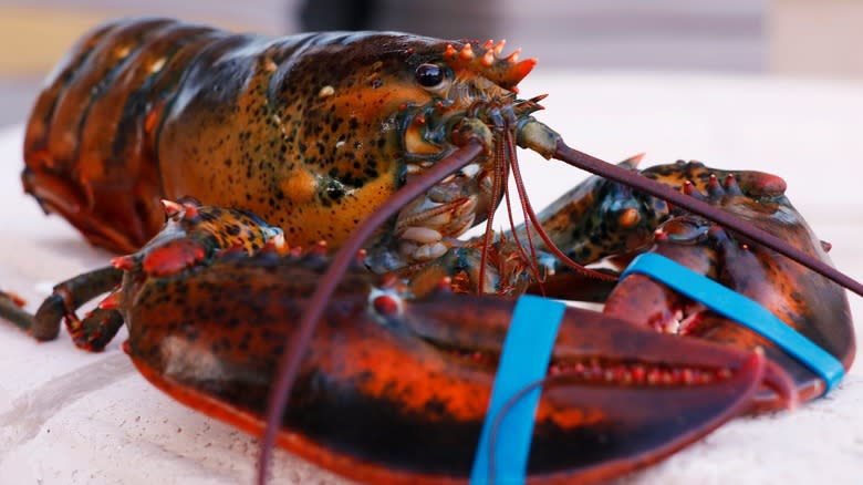lobster with banded claws