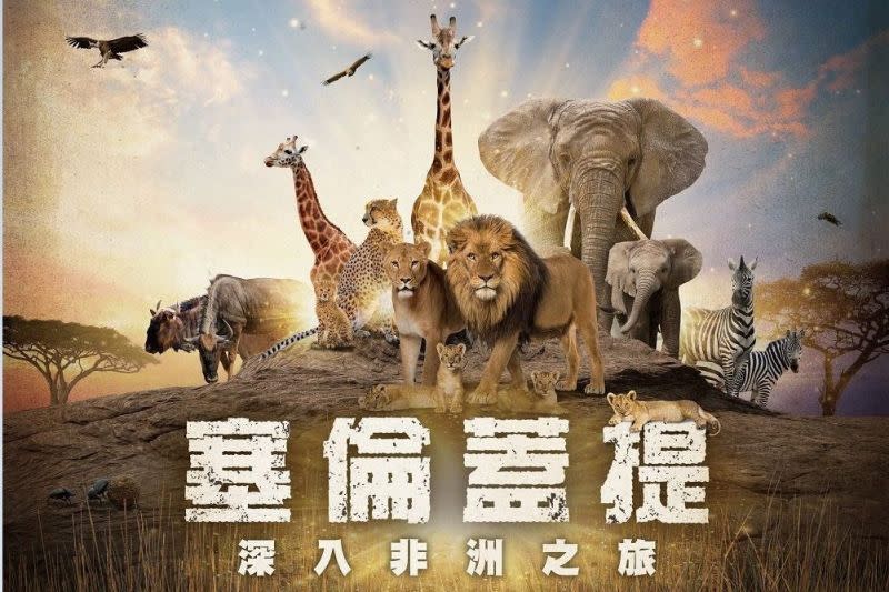 ▲天文館立體劇場新片《塞倫蓋提》強檔上映，讓東非野生動物保護區「塞倫蓋提」中壯觀的生態與地理景觀，立體生動地在小朋友眼前展現，該片更與美國波士頓科學博物館等世界知名場館同步播映。（圖／台北天文館提供）