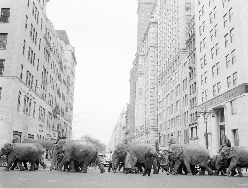 FILE - In this March 27, 1955 file photo, a policeman calmly directs a parade of elephants across the busy intersection of Fifth Avenue and 57th Street in New York. The parade heralds the arrival of the Ringling Bros. and Barnum & Bailey Circus for the season. The Ringling Bros. and Barnum & Bailey Circus will end "The Greatest Show on Earth" in May 2017, following a 146-year run of performances. Kenneth Feld, the chairman and CEO of Feld Entertainment, which owns the circus, told The Associated Press when the company removed the elephants from the shows in May of 2016, ticket sales declined more dramatically than expected. (AP Photo/Jacob Harris, File)