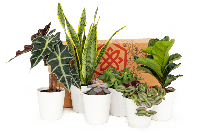Bloomsybox Plant Subscription — 3 Months (3 boxes)