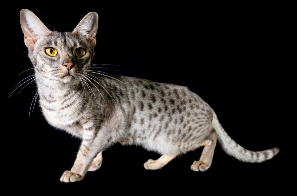 15 best hypoallergenic cats ocicat