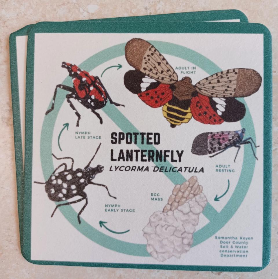 Starboard Brewing Co. in Sturgeon Bay will serve beer on these coasters that give information, front and back, on the spotted lanternfly, a potential invasive species to Wisconsin that's harmful to trees and plants, including those used to make beer. The coasters are part of an outreach program in partnership with the Door County Invasive Species Team.