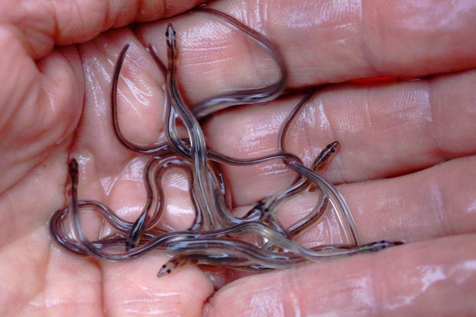A fisherman holds baby eels, also known as elvers, in Brewer, Maine, on May 25, 2017. Fishermen in the U.S.'s only commercial-scale fishing industry for valuable baby eels once again had a productive season searching for the tiny fish.