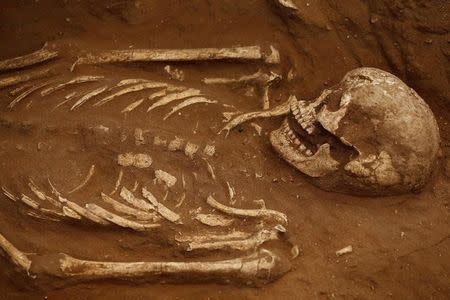 A skeleton is seen as it is unearthed during excavation works at the first-ever Philistine cemetery at Ashkelon National Park in southern Israel June 28, 2016. REUTERS/Amir Cohen