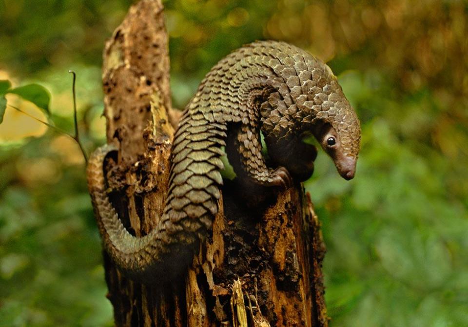 Pangolin