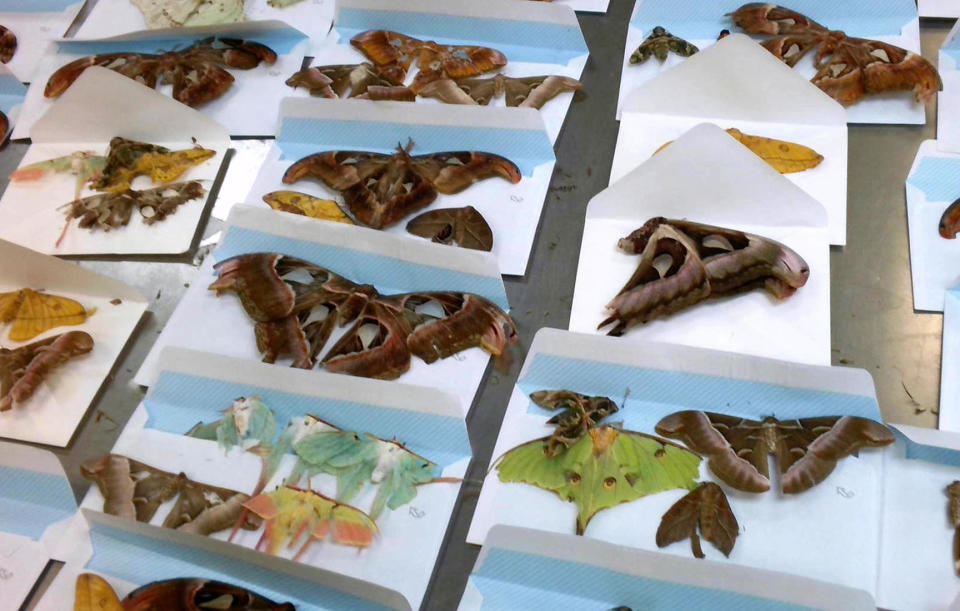 U.S. Customs and Border Protection agriculture specialists intercepted a collection of 60 dead adult moth and butterfly specimens of the order Lepidoptera on May 3. (CBP Photos/Handouts) / Credit: CBP Photos/Handouts