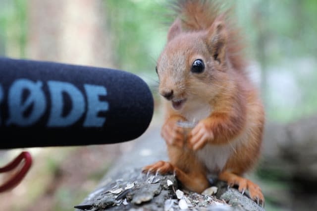 Rescued baby red squirrel's ASMR eating is oddly satisfying