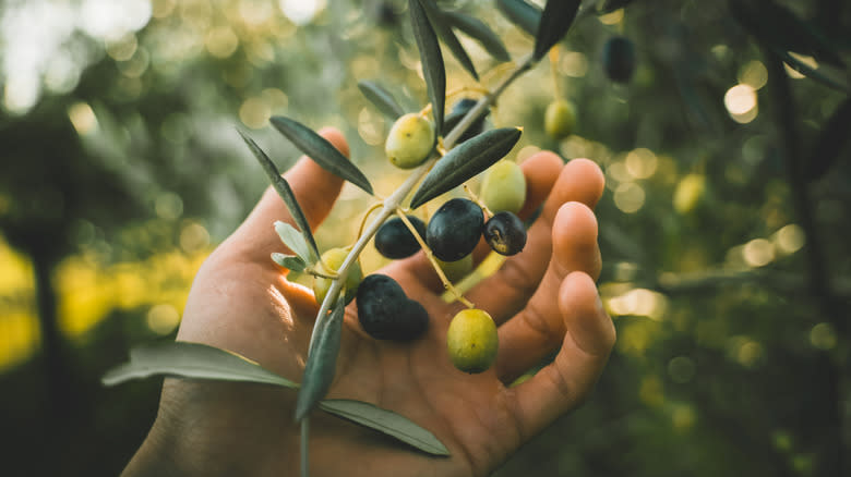 olives on tree