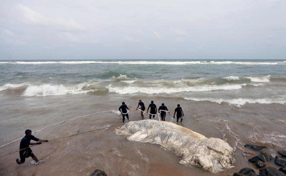 Military officials pull dead whale out of the sea in Colombo