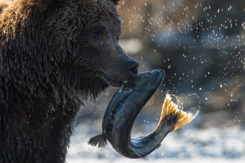 Ice Bears0017 - Peter Mather