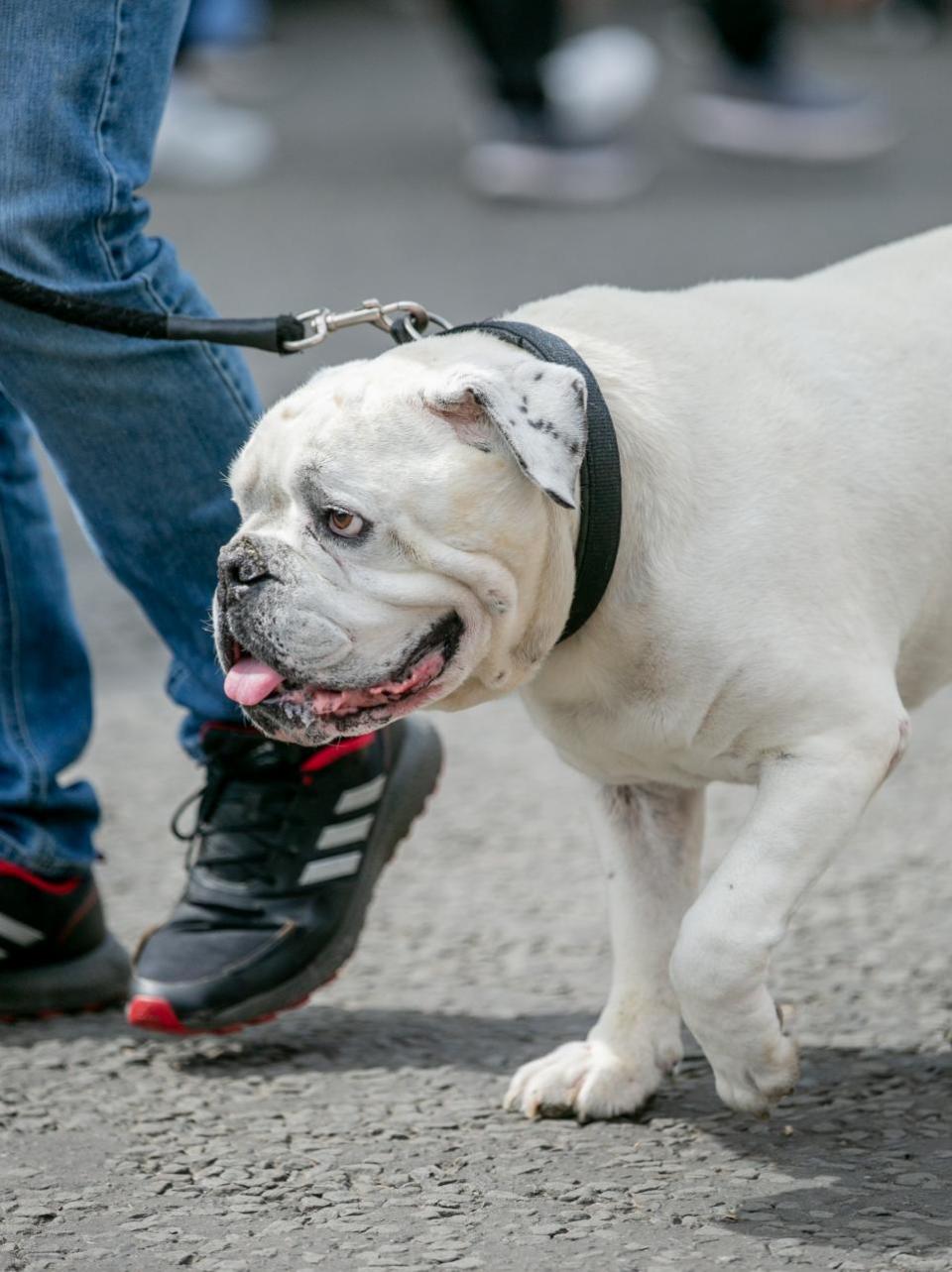 The Northern Echo: Dogs at Bishop Auckland Food Festival.