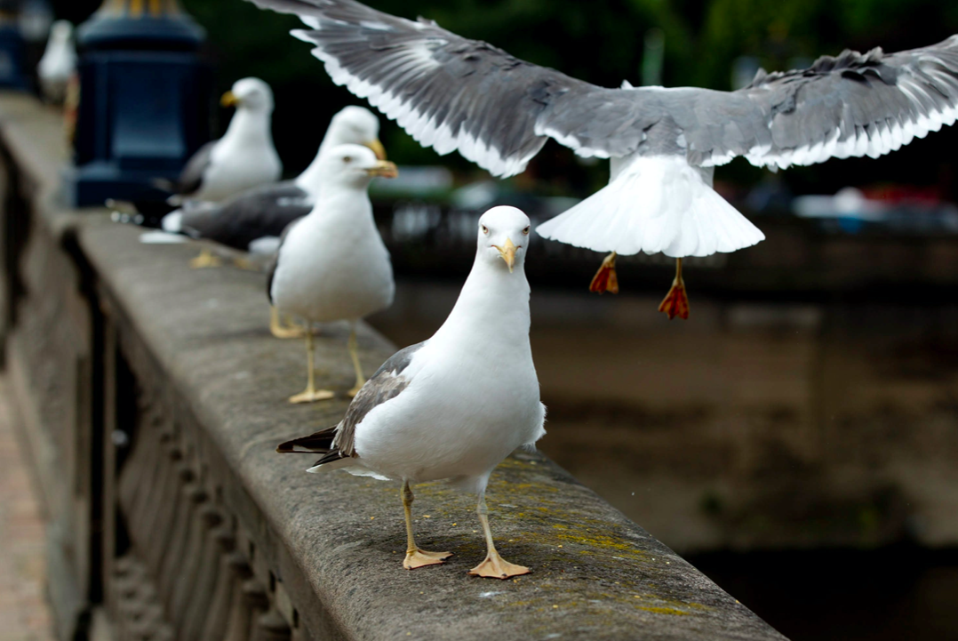 A planned seagull cull in Worcester has been called off by council bosses (SWNS)