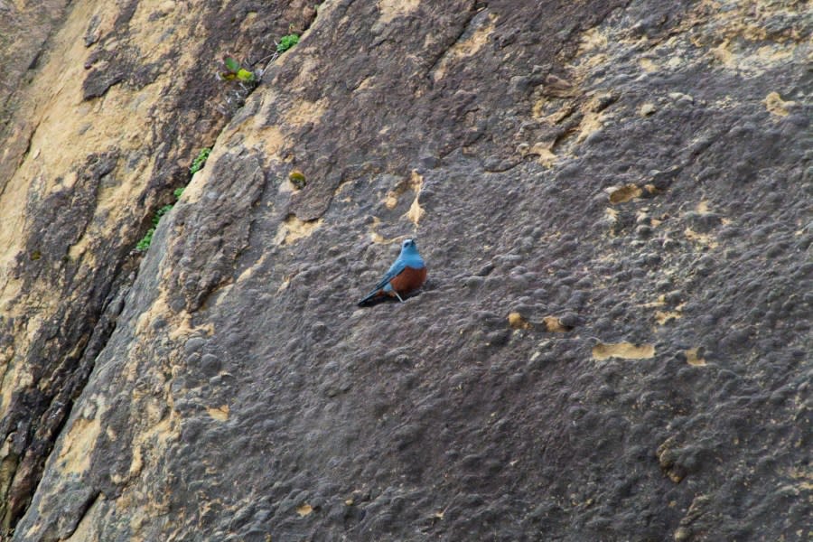 blue rock thrush