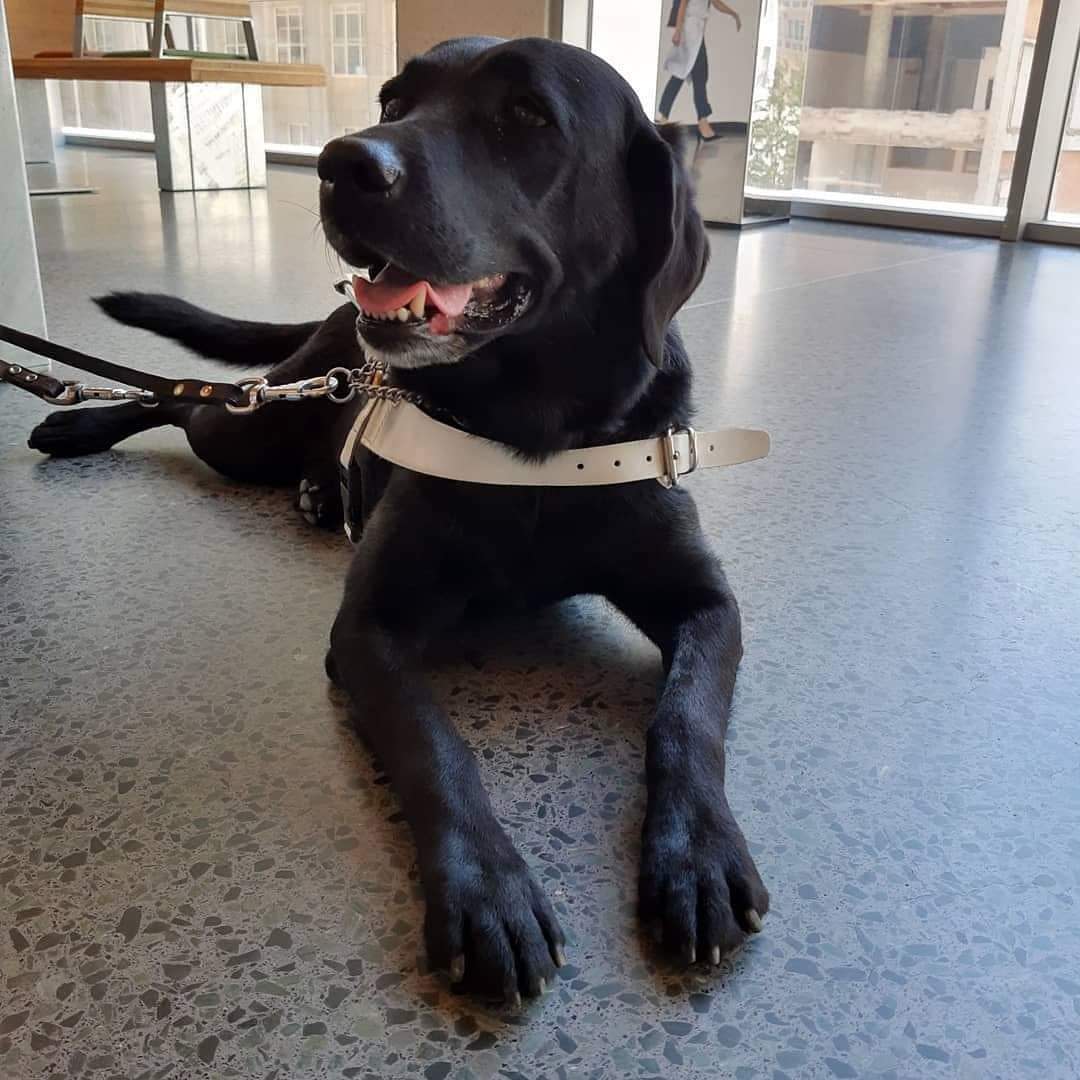 Service dog Joska has spent about 700 days at sea.