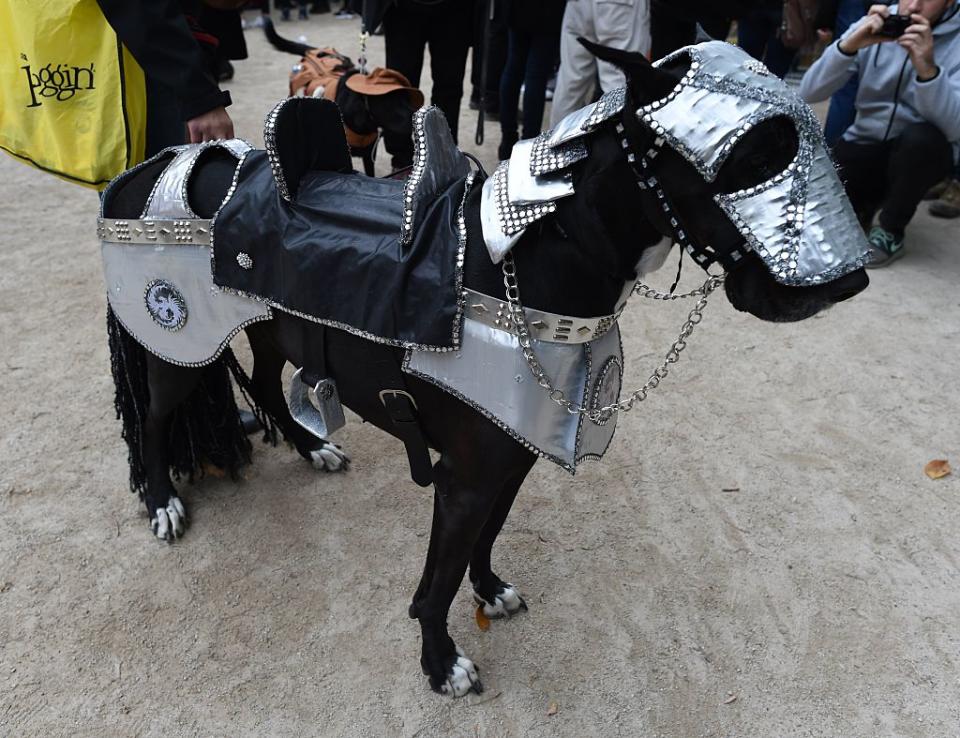 dog halloween costumes