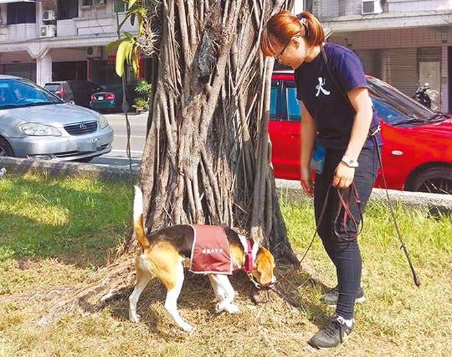 狗醫生幫樹木快篩的方法，就是帶到樹下，狗兒繞著樹根一圈不斷聞嗅，發現該樹可能罹患褐根病就會坐下。（潘建志攝）