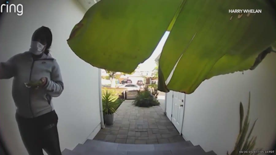 Video from the Ring app shows a woman approach the victim’s home and knock on the door. The homeowner and their family were out for dinner at the time the burglars struck. The victim shared these images with KTLA on April 29, 2024. (Harry Whelan)
