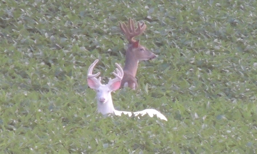 Goeppner could have shot the albino buck last year, but he opted to let it grow.