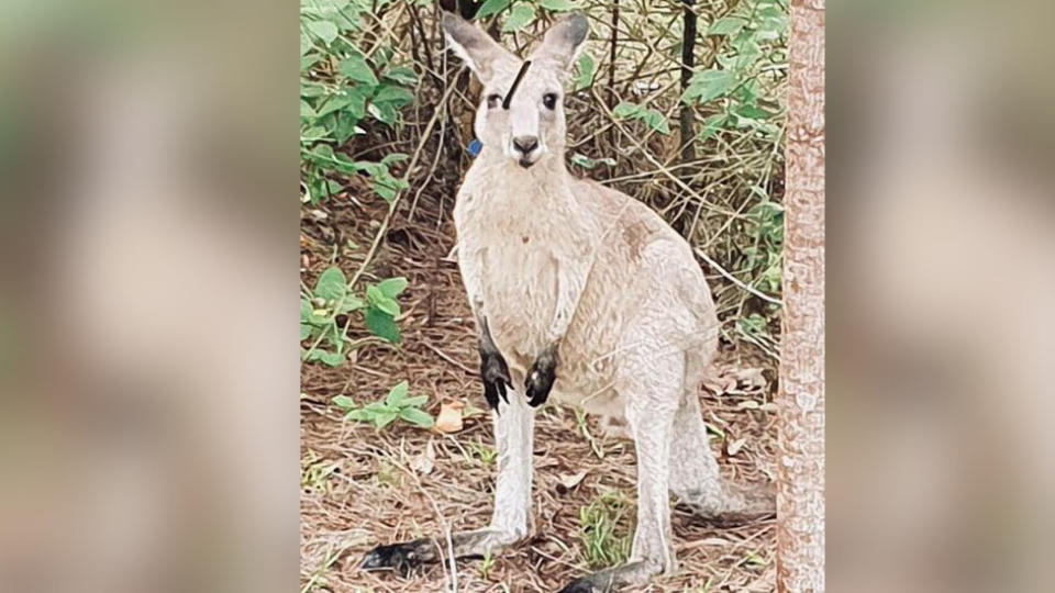 The kangaroo shot on Sunday was discovered with an arrow protruding from its eye. Source: Better Protection for the Morisset Psychiatric Hospital Kangaroos