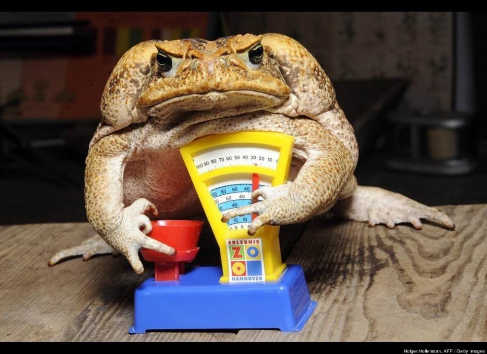 Of course she's unhappy. Who likes getting weighed right after the holidays? This is Agathe, a cane toad, and she's sitting on a toy scale during an annual animal inventory at the Hanover Zoo in Germany on Jan. 5. Agathe weighs a slight hop over 4 pounds.